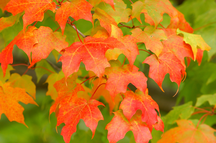 Fall_Leaves.jpg