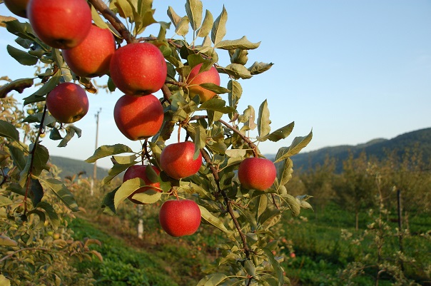 apples-1326137-600x400.jpg