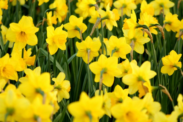 daffodils_600x400.jpg